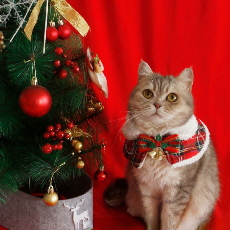 Winter Clothing Accessories - Kat Kerstmantel Huisdier Nieuwjaar Cape Sjaal